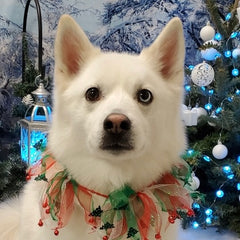 Collection image for: Happy Holidays!