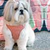 Pretty Paw Melrose Houndstooth Harness