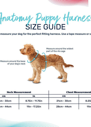 Halti Anatomy Harness for Puppies