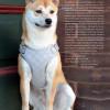 Pretty Paw Berlin Stone Harness