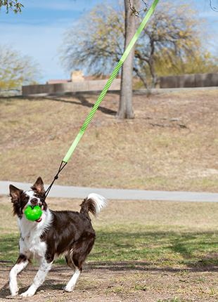 Jolly Pets Tree Tugger Dog Toy