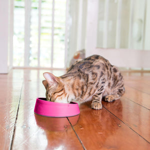 LickiMat Oh Bowl - Oral Health Bowl for CATS