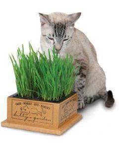 SmartCat Kitty Garden and Accessories