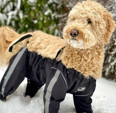 FouFou Dog Bodyguard (Snowpants)